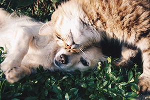 Soins et Hygine Chien et Chat