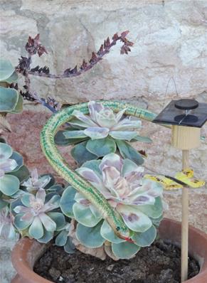 Serpent articulé en bois 50 cm