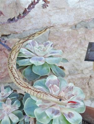 Serpent articulé en bois 40 cm