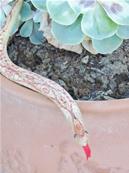 Serpent articulé en bois 30 cm