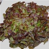 Laitue à couper red salad bowl Bio sachet de 500 graines